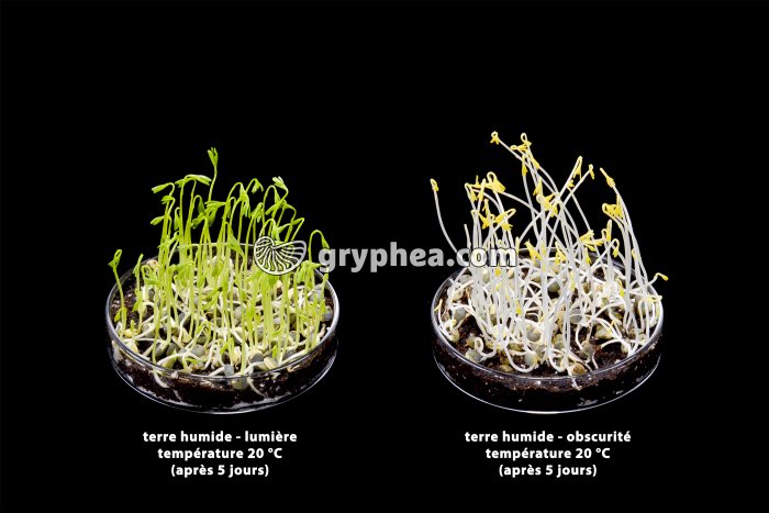 Germination des lentilles - rôle de la lumière - gryphea.org